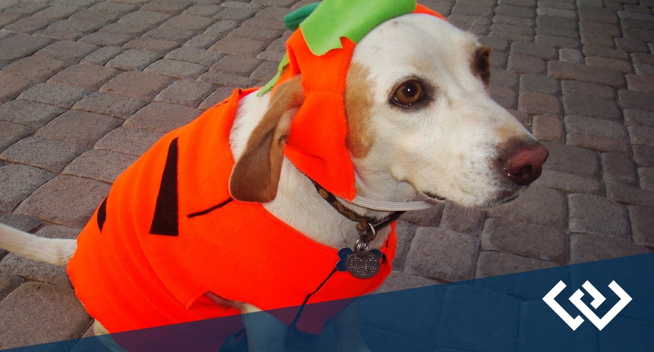 Mutt Strut, Local, event, Whidbey Island, Island Lief, Windermere