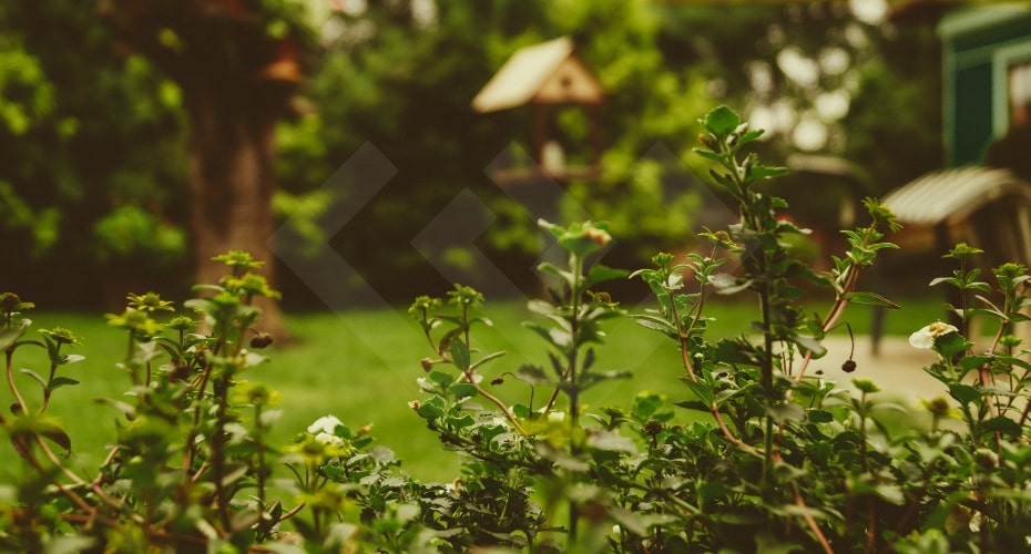 Garden, flowers, bird house, yard, whidbey island, real estate, curb appeal, wildlife 