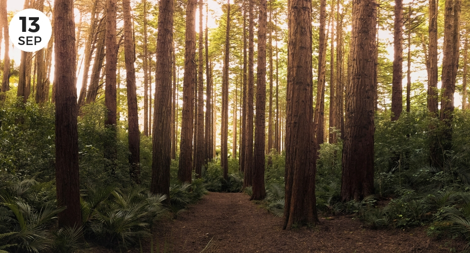 Camano, woods, walk, trail, WHidbey Island, South, island, trees, windermere, Real estate