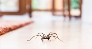 Spider, creepy crawling spider, Natures Halloween Decoration 