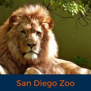 Lion, San Diego Zoo, Virtual Tour, Zoo, Animals , Stay at Home, Covid 19