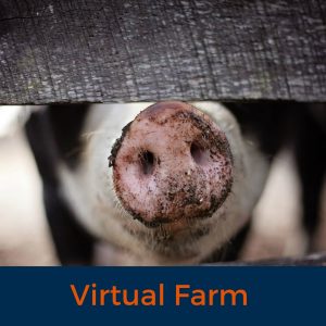 Virtual farm, Farm Animals, Joy during Covid19, Stay home, stay safe