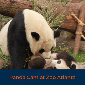 Panda Cam At Zoo Atlanta, Virtual tour, COVID 19, Stay home, explore safely, learn from home