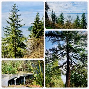 Chuckanut Drive, View, Trees, Ocean, Windermere, Simona Groves 